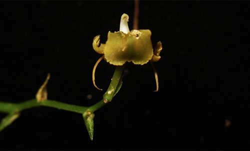Liparis chapaensis Gagnep. có cánh hoa hình kim khoảng 5 đến 6 mm, phân bố ở Hà Tĩnh, Lâm Đồng, Lào Cai ở độ cao 1.500 m.